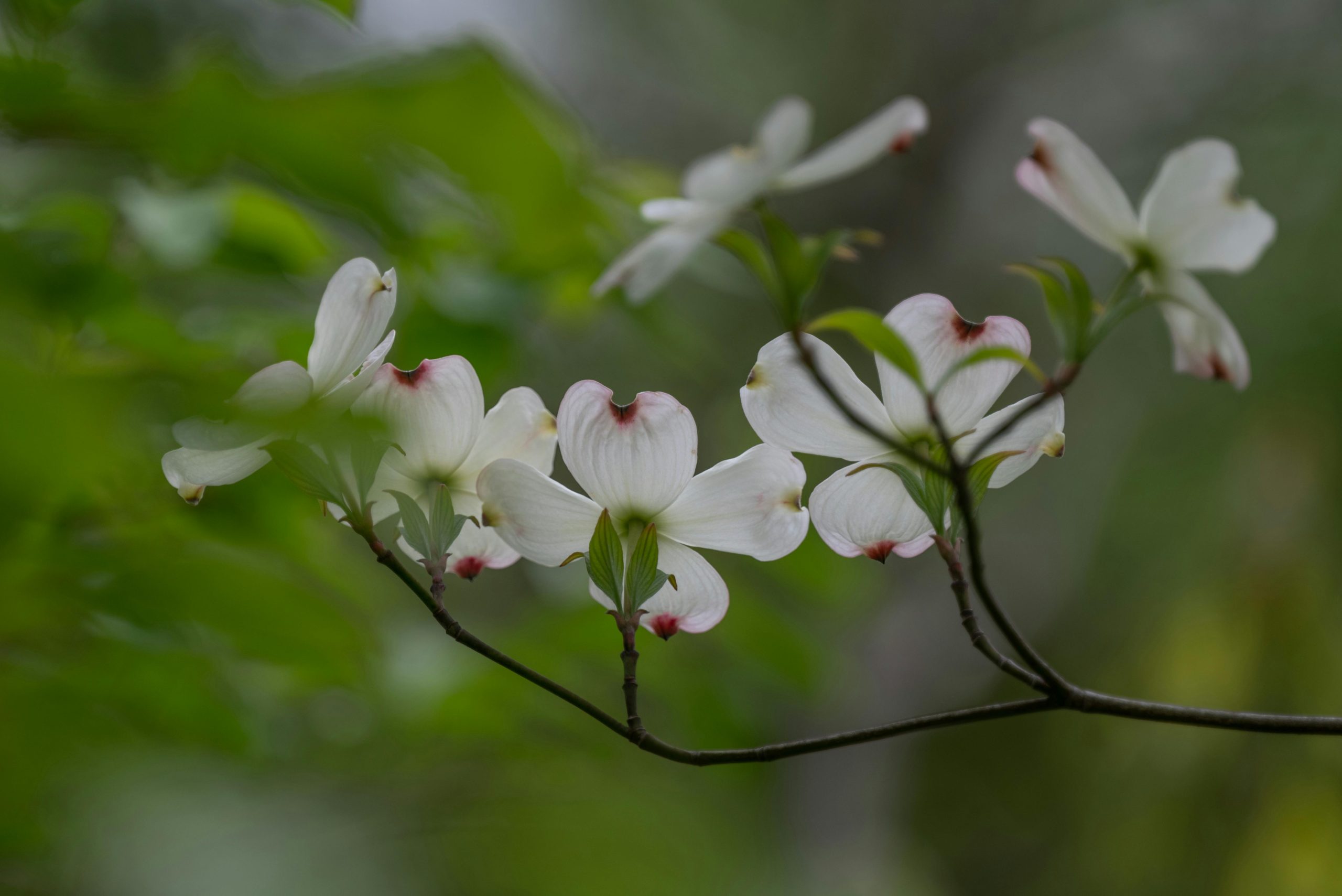 A serene close-up of blooming white dogwood flowers on a branch, showcasing their delicate petals.